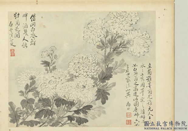 清惲壽平寫生花卉　冊　墨菊